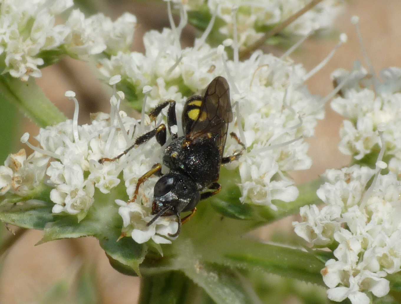 Oxybelus sp. (Crabronidae)
